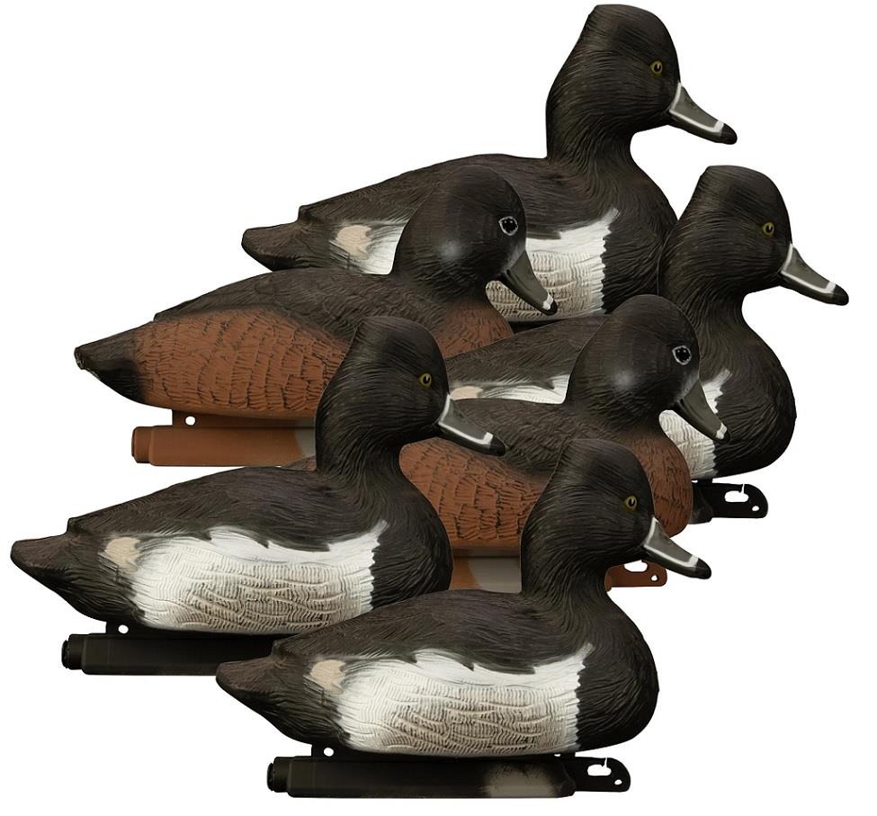 Standard Ringneck 6pk