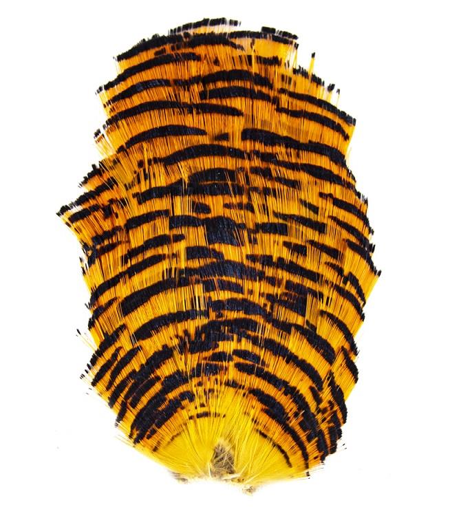 Shor - Golden Pheasant Tippet #1