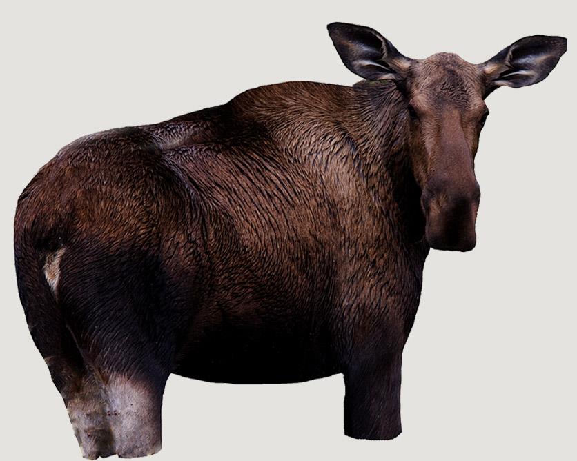 Moose ll