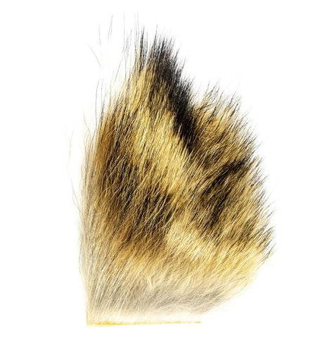 Shor - Coyote