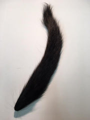 Squirrel Tail