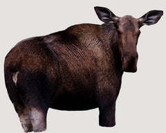 Moose ll