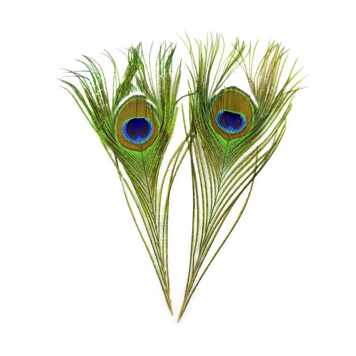Peacock Eyes 12"