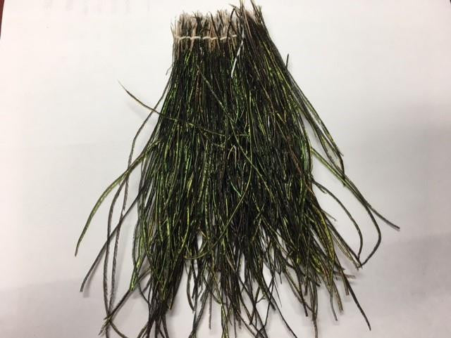 Strung Peacock